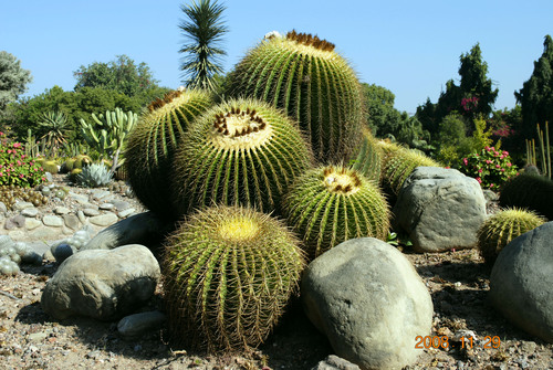 Cactus Garden of Chandigarh